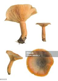 Attēlu rezultāti vaicājumam “Lactarius deterrimus”