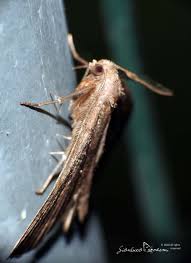 Attēlu rezultāti vaicājumam “Herminia tarsicrinalis”