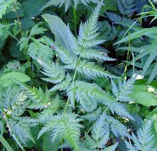 Attēlu rezultāti vaicājumam “Anthriscus”