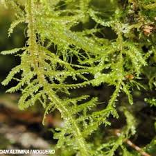 Attēlu rezultāti vaicājumam “Neckera complanata”