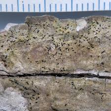 Attēlu rezultāti vaicājumam “Plectocarpon lichenum”