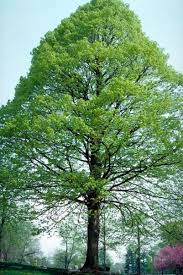 Attēlu rezultāti vaicājumam “Tilia americana”