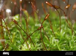 Attēlu rezultāti vaicājumam “Bryoerythrophyllum recurvirostrum”