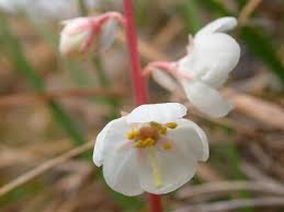 Attēlu rezultāti vaicājumam “Pyrola minor bud”