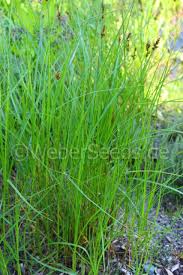 Attēlu rezultāti vaicājumam “Carex vulpina”