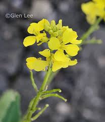 Attēlu rezultāti vaicājumam “Sinapis arvensis flower”