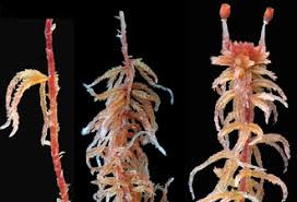 Attēlu rezultāti vaicājumam “Sphagnum tenellum”