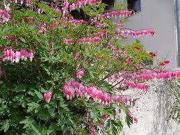 Image result for tränendes Herz