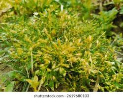 Attēlu rezultāti vaicājumam “Pleurozium schreberi sporophyte”