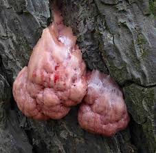 Attēlu rezultāti vaicājumam “Amaurochaete atra”