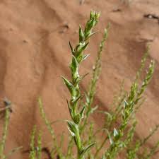 Attēlu rezultāti vaicājumam “Corispermum hyssopifolium”