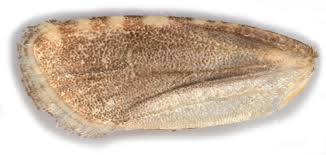 Attēlu rezultāti vaicājumam “Rhyacionia pinicolana”