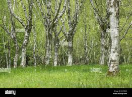 Attēlu rezultāti vaicājumam “Betula pendula var. carelica”
