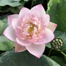 Attēlu rezultāti vaicājumam “Lotus sp. bud”