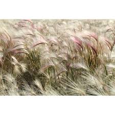 Attēlu rezultāti vaicājumam “Hordeum jubatum”