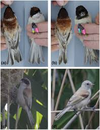 Attēlu rezultāti vaicājumam “Remiz pendulinus adult”