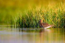 Attēlu rezultāti vaicājumam “Gallinago gallinago nest”