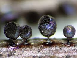 Attēlu rezultāti vaicājumam “Lamproderma ovoideum spores”