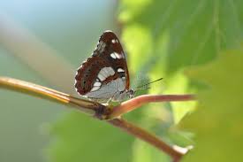 Attēlu rezultāti vaicājumam “Limenitis camilla”