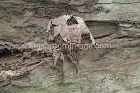 Attēlu rezultāti vaicājumam “Reticularia lycoperdon”