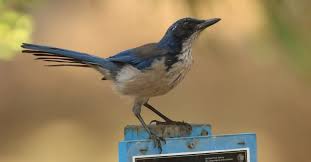 Attēlu rezultāti vaicājumam “Corvidae”