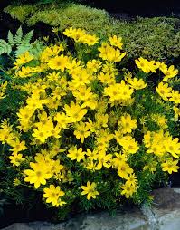Image result for Coreopsis