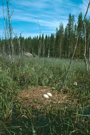 Attēlu rezultāti vaicājumam “Grus grus eggs”