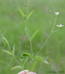 Attēlu rezultāti vaicājumam “Moehringia lateriflora flower”