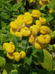 Image result for Calceolaria integrifolia