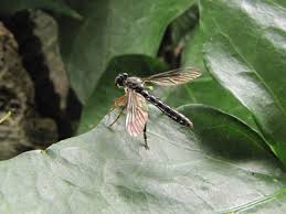 Attēlu rezultāti vaicājumam “Bibionidae”