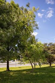 Attēlu rezultāti vaicājumam “Robinia pseudoacacia”