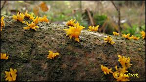 Attēlu rezultāti vaicājumam “Calocera glossoides”