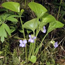 Attēlu rezultāti vaicājumam “Viola mirabilis leaf”