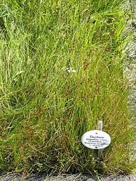 Attēlu rezultāti vaicājumam “Eleocharis quinqueflora”