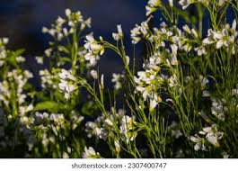 Attēlu rezultāti vaicājumam “Cardamine amara flower”