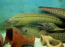 Image result for Muraena helena