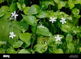 Attēlu rezultāti vaicājumam “Claytonia sibirica flower”