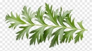 Attēlu rezultāti vaicājumam “Artemisia absinthium leaf”