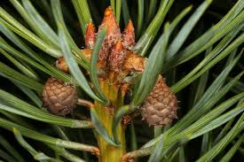 Attēlu rezultāti vaicājumam “Pinus sylvestris female flower”