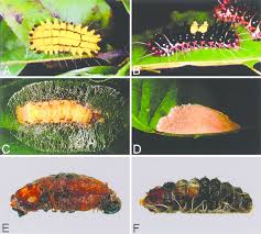 Attēlu rezultāti vaicājumam “Zygaena cocoon”