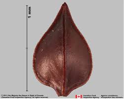 Attēlu rezultāti vaicājumam “Rumex crispus fruit”