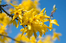 Attēlu rezultāti vaicājumam “Forsythia intermedia”