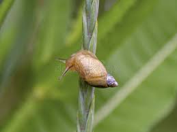 Attēlu rezultāti vaicājumam “Succinea”