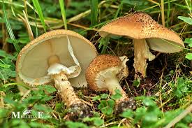 Attēlu rezultāti vaicājumam “Lepiota aspera”