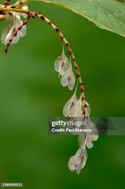 Attēlu rezultāti vaicājumam “Reynoutria japonica flower”