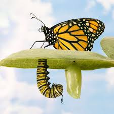 Attēlu rezultāti vaicājumam “pupa”