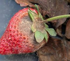 Attēlu rezultāti vaicājumam “Trichia botrytis var. cerifera spores”