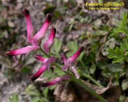 Image result for Fumaria officinalis