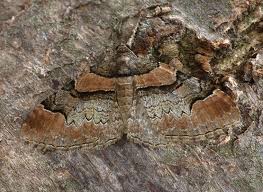 Attēlu rezultāti vaicājumam “Catarhoe rubidata”