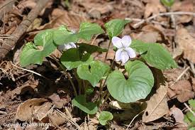 Attēlu rezultāti vaicājumam “Viola mirabilis leaf”